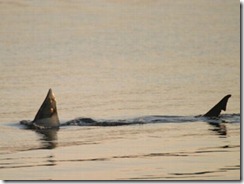 Great_White_Sharks Cape Cod