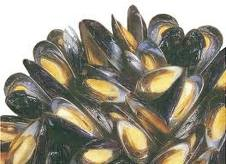 [Mussels[1].png]