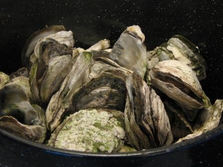 [steamed-oysters[3].jpg]