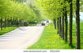 [Spring-Green-Trees3.jpg]