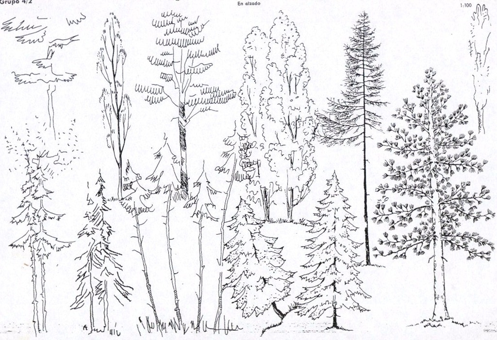 Как нарисовать лес смешанный лес