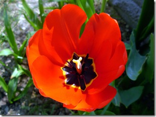 Valentino e i tulipani-10