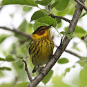 Cape May Warbler (male)