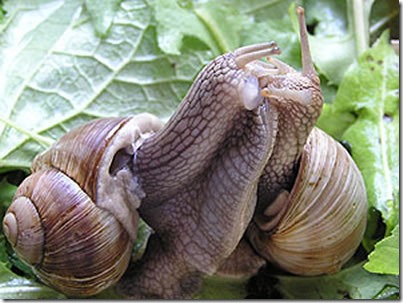 snail-mating