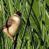 Plain Prinia