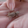 Texas horned lizard (hatchling)