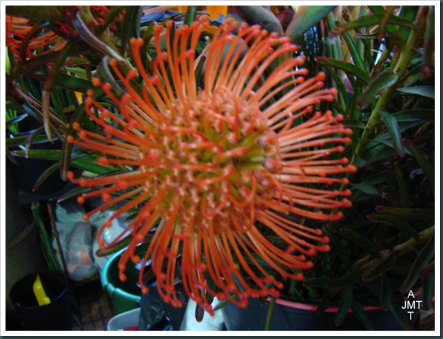 DSC03303-leucospermum-vlam cordifolium (pelote d'epingles) F proteaceae BW-
