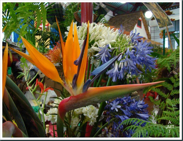 DSC03318-Funchal-marché-aux fleurs strelitzia agapanthe BW