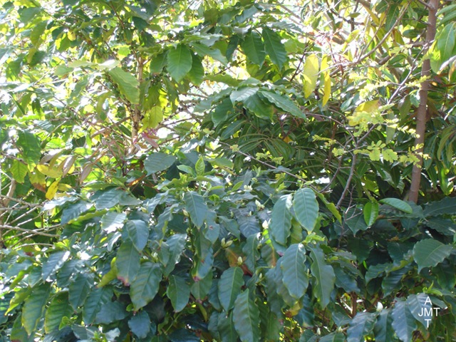 [DSC05293W1-coffea-(cafeier) F rubiaceae BW[4].jpg]