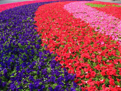 コンプリート！ 5月7日 花 113753-足利 花火 5月7日