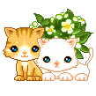 gatos.gif
