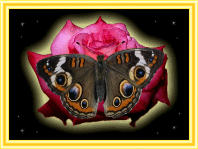 borboleta1.gif
