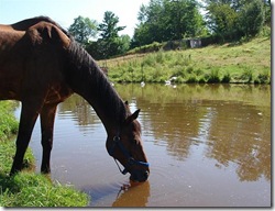 horse-drinking-water-from-pond