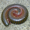 Millipede