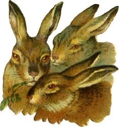 [three-rabbits[13].jpg]