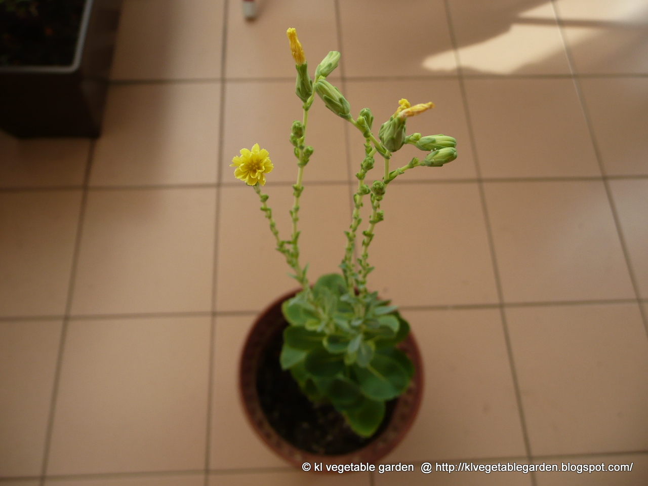 KL Vegetable Garden in Pots The flower Romaine Lettuce