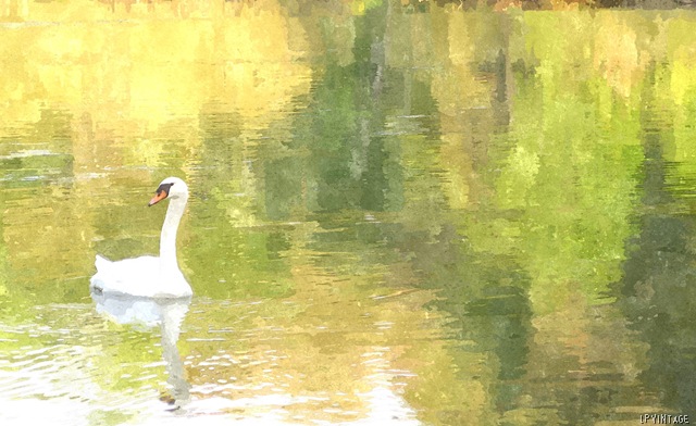 [FotoSketcher - Swan[10].jpg]