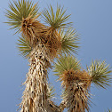 Joshua Tree (Palm Tree Yucca)