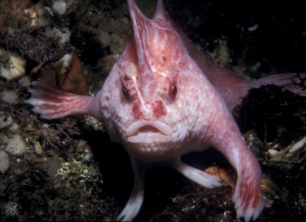 [new pink and rare handfish01[5].jpg]
