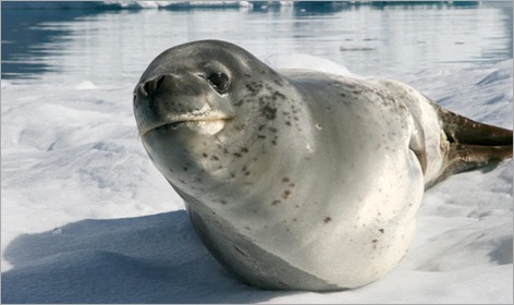 08-Leopard-Seal