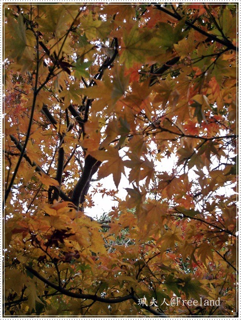 [mapleleaves3.jpg]