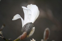 Magnolia 014