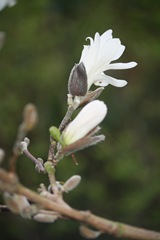 Magnolia 020