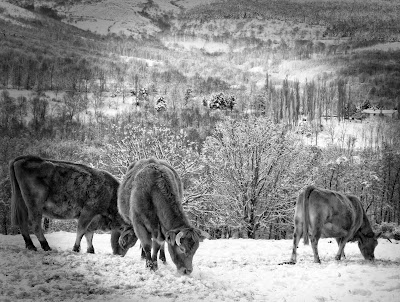vacas2.jpg