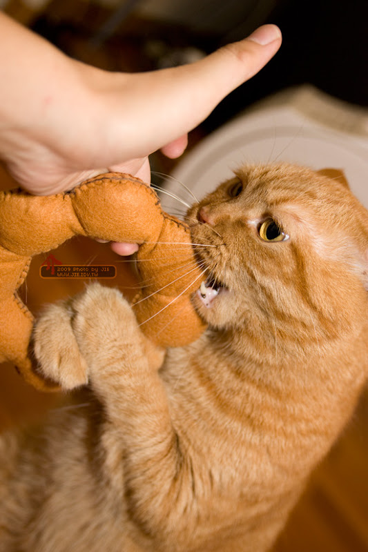 波提貓之甜甜圈貓橘子是也