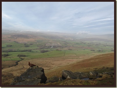 Grousey tries not to be distracted by the view to Grassington, Wharfedale and Buckden Pike