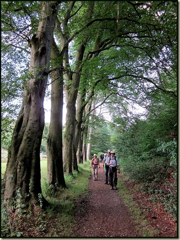 An avenue of trees near Tideswell