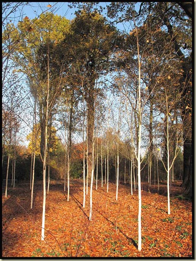 Silver birch trees in the Winter Garden