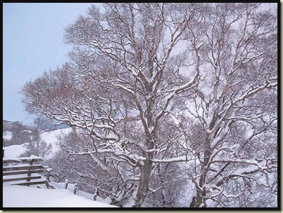 Trees in Glen Callater