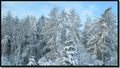 Monday morning - on the road again - snow laden trees viewed from the car