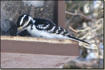Hairy Woodpecker (Picoides villosus) on the feeder at Huron