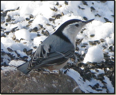 White-breasted Nuthatch (Sitta carolinensis) at Huron Cabin