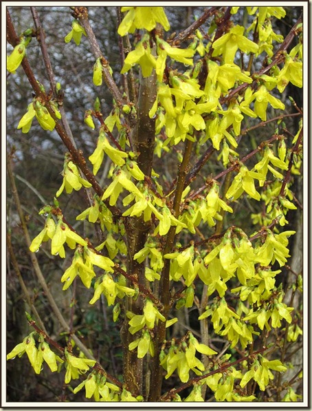 Forsythia by the Bridgewater Canal