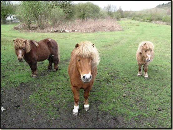 Shetland ponies near Haigh