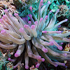 Giant anemone