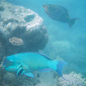 Blunthead Parrot Fish