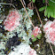 Crustose Lichen