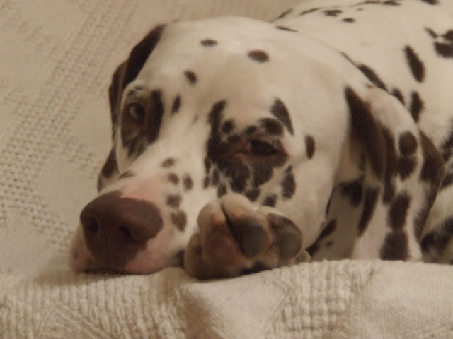 DSCF8454.JPG