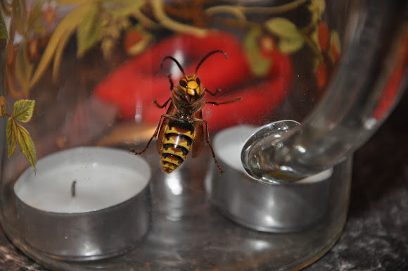 European Project Noah