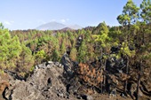 Reserva Natural Especial El Chinyero (El Tanque) afectada por el incendio del verano de 2007 (DM)