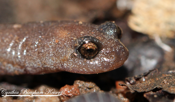 Garden Slender Salamander