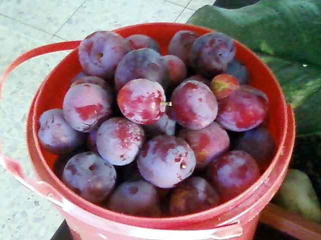 Флешмобильник.