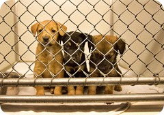 puppies-humane-society1