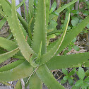 Medicine Plant / Aloe