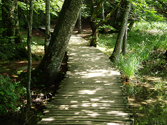 wood