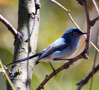 DSC_0109 DSC_0109